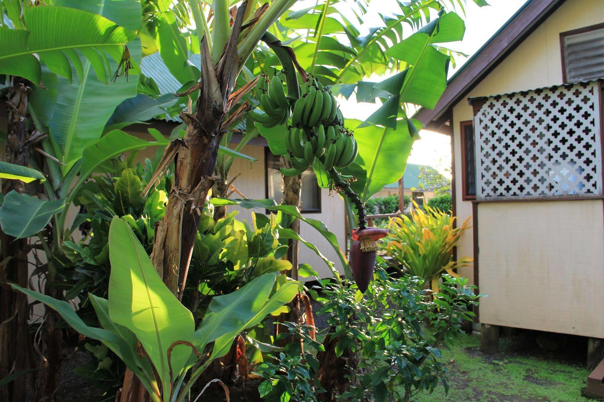 Aroko Bungalows Villa Avarua Eksteriør bilde